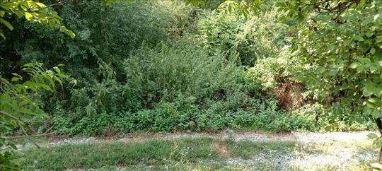 Bacevica-(Boljevac )-zemljiste sa objektom,nekada 