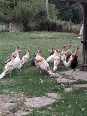 Domaće ćurke
