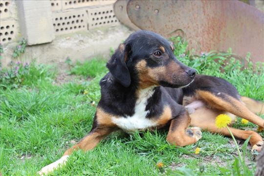 Roko, mesanac, mlad pas