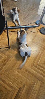 Poklanjamo Zoi dobroj osobi ❤️