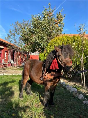 Prodajem poni pastuva
