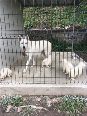 Beli švajcarski ovčar, štenci