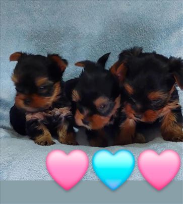 Jorksirski terijer, jorki, štene