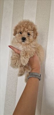 Maltipoo, štene