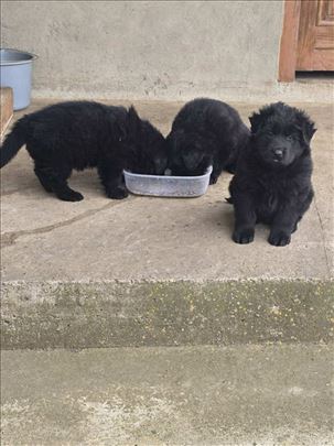Mešanci vučjaka i crnog labradora, 3 šteneta