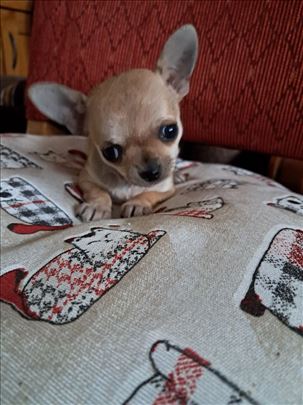 Mikro čivava, čivava, štene