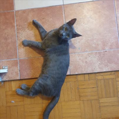 Poklanjamo umiljate mačiće i mačke, vakcinisane