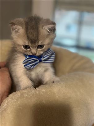 Skotski/britanski macici, mače