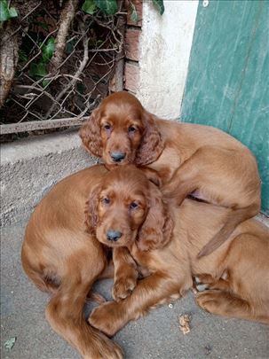 Štenci irskog setera