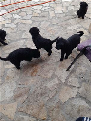 Vojvođanski pulin, štene POKLANJAM