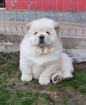 Čau-čau ( Chow-chow) stenci