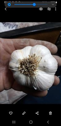 Domaći beli luk jesenji