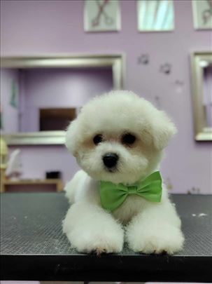 Kovrdžavi bišon, štene