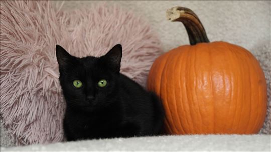 Maca Luna traži dom