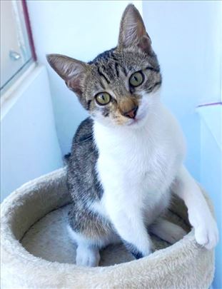 Mace Ozi ce ulepsati zivot vama i vasem ljubimcu