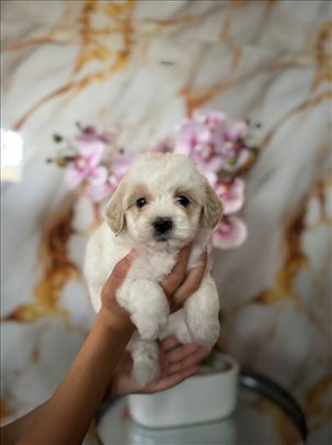 Maltipoo, štene