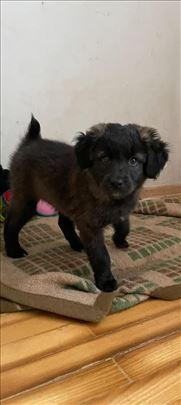 Maza i Lunja na poklon