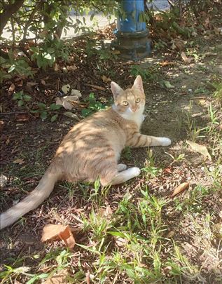 Predivna maca traže dom