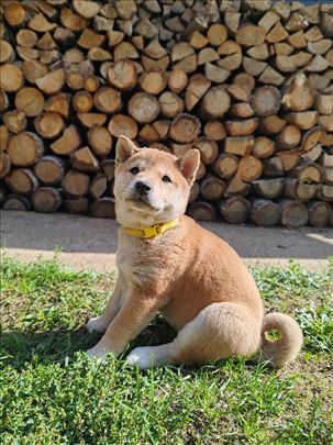Šiba (Shiba) inu štenci