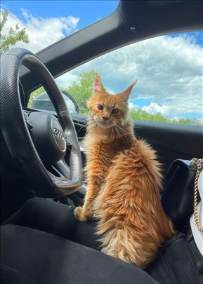 Maine Coon, odrasla mačka