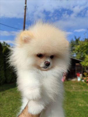 Pomeranac, štene boo