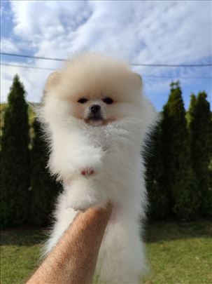 Pomeranac, štene boo