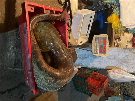 Prodaja Djerdapskog soma i smudja