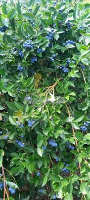 Prodaja poljoprivredno zemljište - Zasad Borovnica