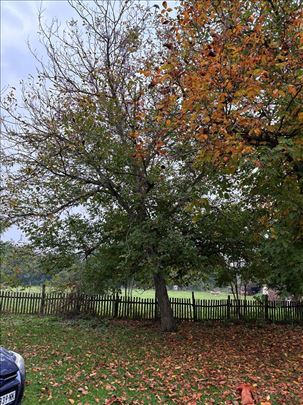 Stabla oraha na prodaju