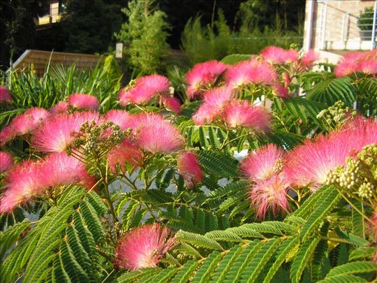 Albicija Julibrissin (Medonosno dvo)