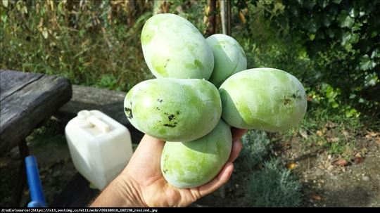 Asimina Triloba (Indijanska banana, Pow Pow)