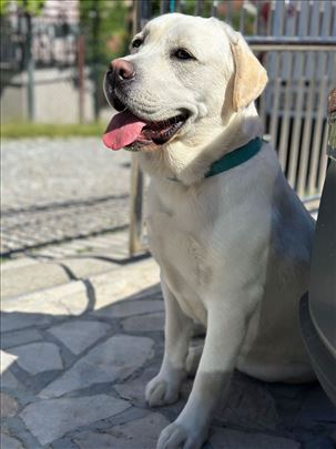 Labrador retriver, odrastao pas