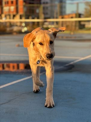 Mesanac retriever trazi dom (moguc transport)