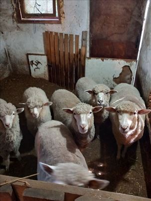 Ovce na prodaju