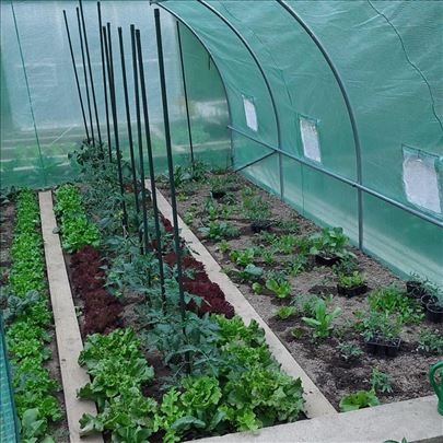 Plastenik - Plastenici