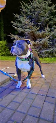 Americki buli, parenje