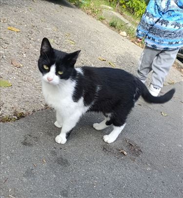 Tuxedo maca, obožavateljka dece