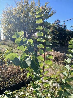 Judino drvo (Cercis siliquastrum)
