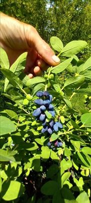 Kamčatka (Lunicera caerulea, Sibirska borovnica)