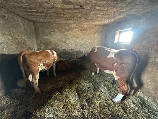 Jalova krava i junica