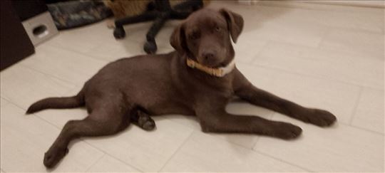 Mesanka labrador retriver, štene