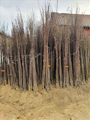 Ponuda Vocnih sadnica- Rasadnik Plantoria