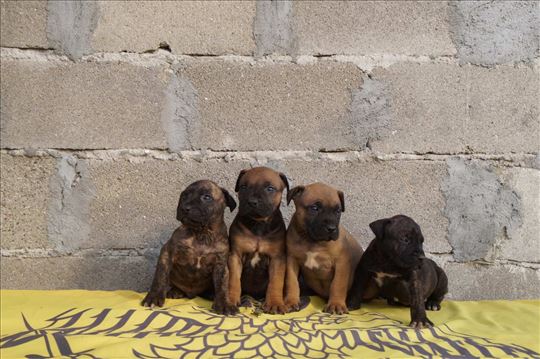 Presa Canario  štenci 