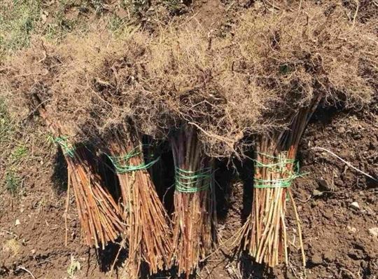 Sadnice maline Vilamet, Glen.