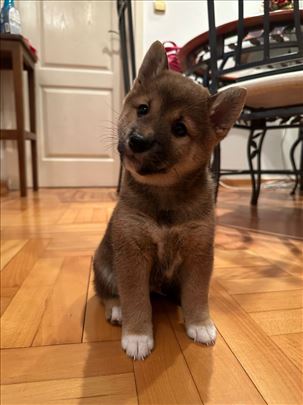 Šiba inu, štene sa pedigreom