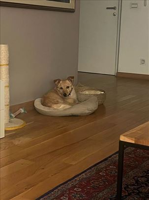 Zuca za udomljavanje
