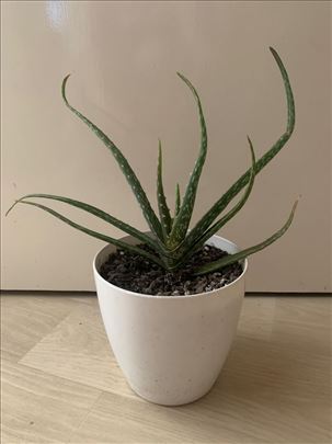 Aloja vera biljka