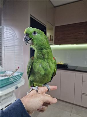 Amazonac zutovrati (yellow naped)