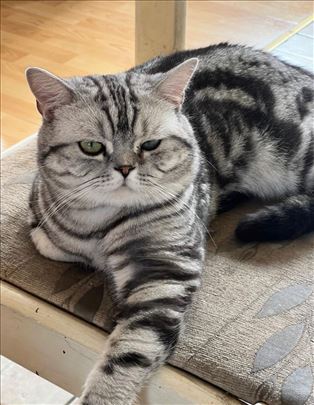 Britanska kratkodlaka , mlad mačak za parenje