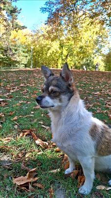 Čuvanje pasa i mačaka – Novi Sad, Detelinara